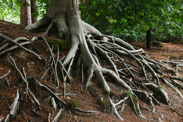 Beautiful tree with roots showing above ground in forest