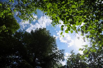 Beautiful trees growing under cloudy sky, bottom view