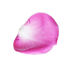 Pink rose flower petal on white background