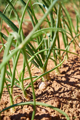 view of the field with rows of green onions