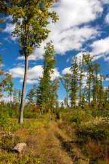 Autumn forest background