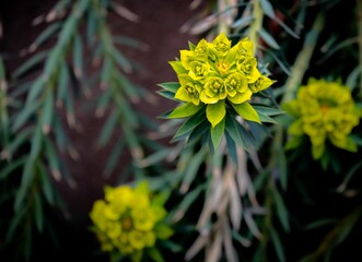 Top view closeup of Euphorbia rigida, Gopher Spurge flowering plant