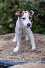 Dog Jack Russell stands in tub of sand against backdrop of blurry bushes. Shallow depth of field. Vertical.