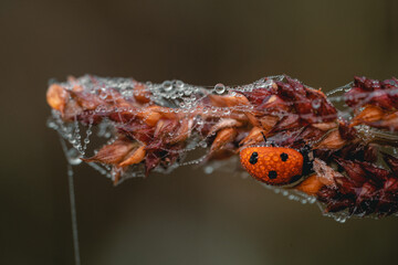 Biedronka © piotr