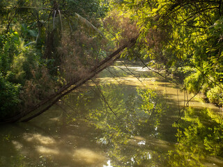 Trees fell in forests and rivers.