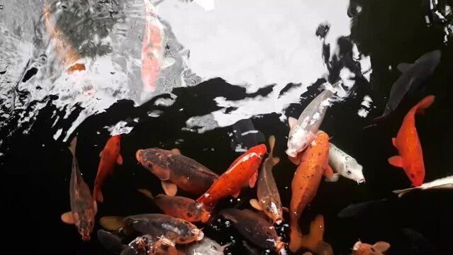 a group of koi fish swimming in the fish pond