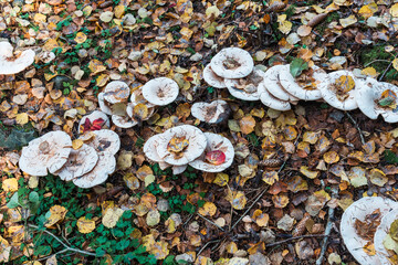 Mushrooms of Leucopaxillus giganteus in the Olterudelva Valley, Toten, Norway, at autumn.