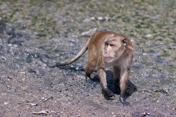 Macaque monkey stands in the mud. Selective focus, blurred background. Front view. Horizontal.