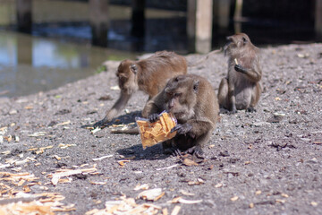 Macaque monkey nibbles plastic bag with crusts of bread while sitting on the ground. Selective focus, blurred background. Front view. Horizontal.