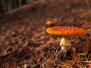 red fly agaric in the coniferous forest close-up, mushrooms in the autumn forest, mushrooms background, autumn landscape with mushrooms, fly agaric in the forest
