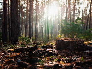 morning in a foggy forest, a stump in a coniferous forest, a coniferous forest at dawn, an autumn landscape, a pine forest