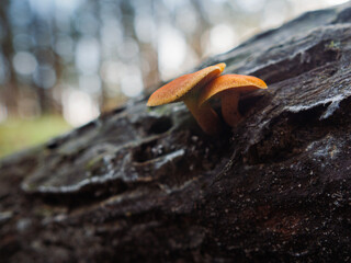 mushrooms on a stump in the forest, orange mushrooms close-up on a neutral green background, autumn landscape with mushrooms, mushroom season
