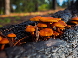 orange mushrooms on a burnt log in the forest, a burnt stump with mushrooms growing on it, mushrooms close-up in the forest, mushroom season, autumn forest landscape