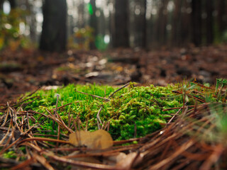 moss podium in natural green background for empty show for packaging product presentation. Background for cosmetic products, scene with green moss, meadow with forest moss and needles