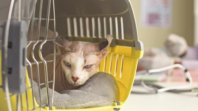 Portrait of serious blue eyed gray elf cat looking at camera while sitting in carrier at veterinary clinic