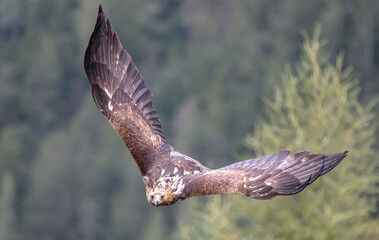 Adler im Flug