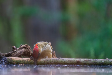 European green woodpecker (Picus viridis)
