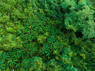 Aerial view of tropical forest in summer