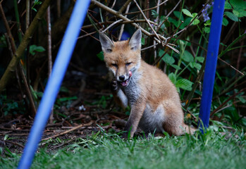 Urban fox cubs exploring in the garden