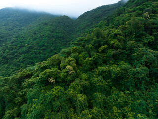 Fototapeta na wymiar Aerial view of tropical forest in summer