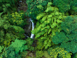 Fototapeta premium Aerial view of tropical forest in summer