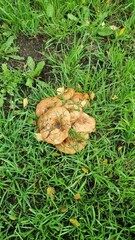 mushrooms on the tree