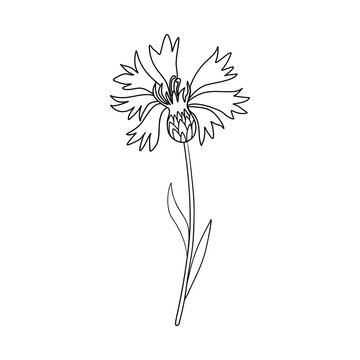Decorative Cornflower, knapweed vector hand drawn ink illustration isolated on white, line art flower, doodle sketch, Centaurea botanical twig for design herbal tea, cosmetic, natural medicine