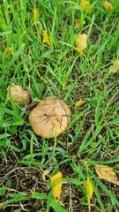 mushroom in the grass