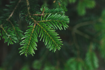 Fir tree brunch close up, Christmas wallpaper concept. Christmas Background with beautiful green pine tree brunch close up. Green prickly branches of a fur-tree or pine. 