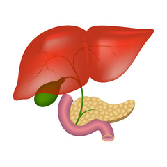 Bile ducts in the liver. Medical chart. Vector illustration