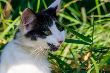 Cute kitten in green grass on a meadow