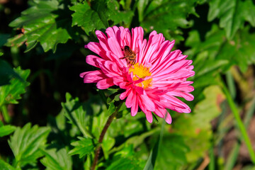 Beautiful aster on flower bed in the garden