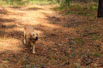 Labrador retriever walking in the pine forest at autumn