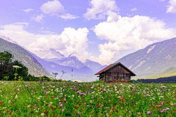  Green meadow with flowers and wooden hut in front of mountains in the Alps in summer