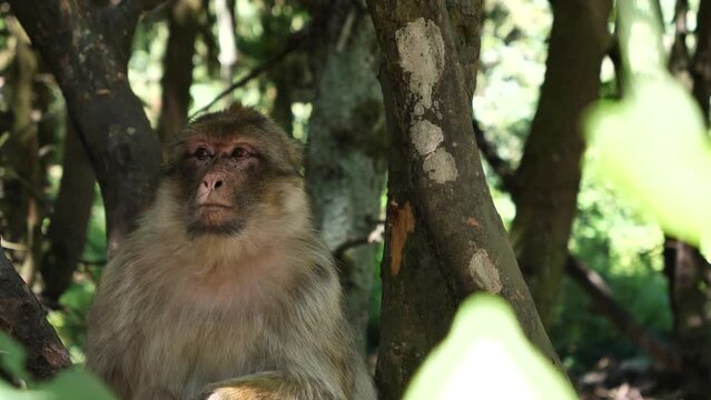 Barbary macaque, Macaca sylvanus, primate head portrait