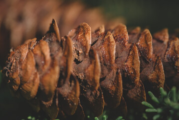 Fir cones on an evergreen conifer in a forest, Close-up of pine cones on a branch in a forest,...