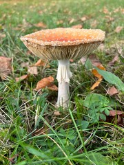 fly agaric mushroom