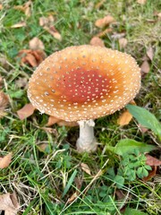 fly agaric mushroom