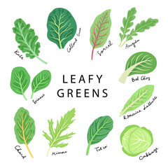 hand drawn leafy greens vegetable illustration