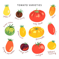 hand drawn popular tomato varieties illustration