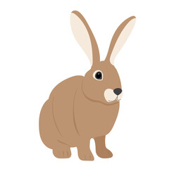 rabbit, brown hare on white background, isolated