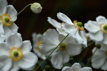 Fototapeta na wymiar Białe zawilce mieszańcowe Andrea Atkinson (Anemone hybrida) w szarościach i cieniach