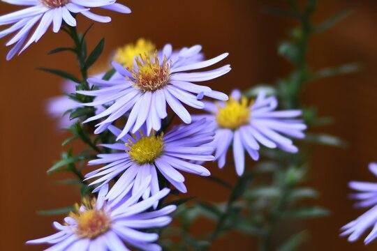 Astry Marcinki/ Michałki, tak charakterystyczne dla wiejskich ogr&oacute;dk&oacute;w