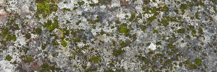 Panoramic image. Stone with lichen and moss