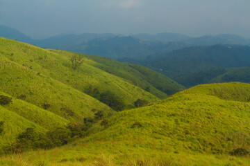 The meadows in the morning