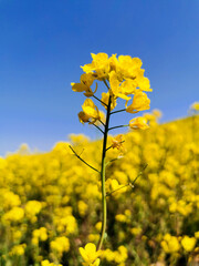 Obraz premium field of yellow flowers