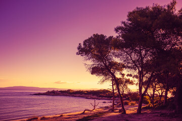 Pine trees near sea at purple sunset