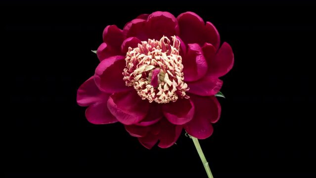 Burgundy peony flower blooming. Black background. Time interval. 4K.