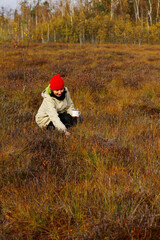 picking healthy berries in the swamp. the concept of the autumn season and harvest