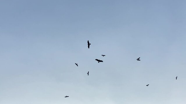 Vultures and crow flying in the sky over dead rotten animal body in a landfill. Looking up low angle view